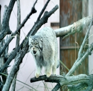 青藏高原野生动物园今日天气